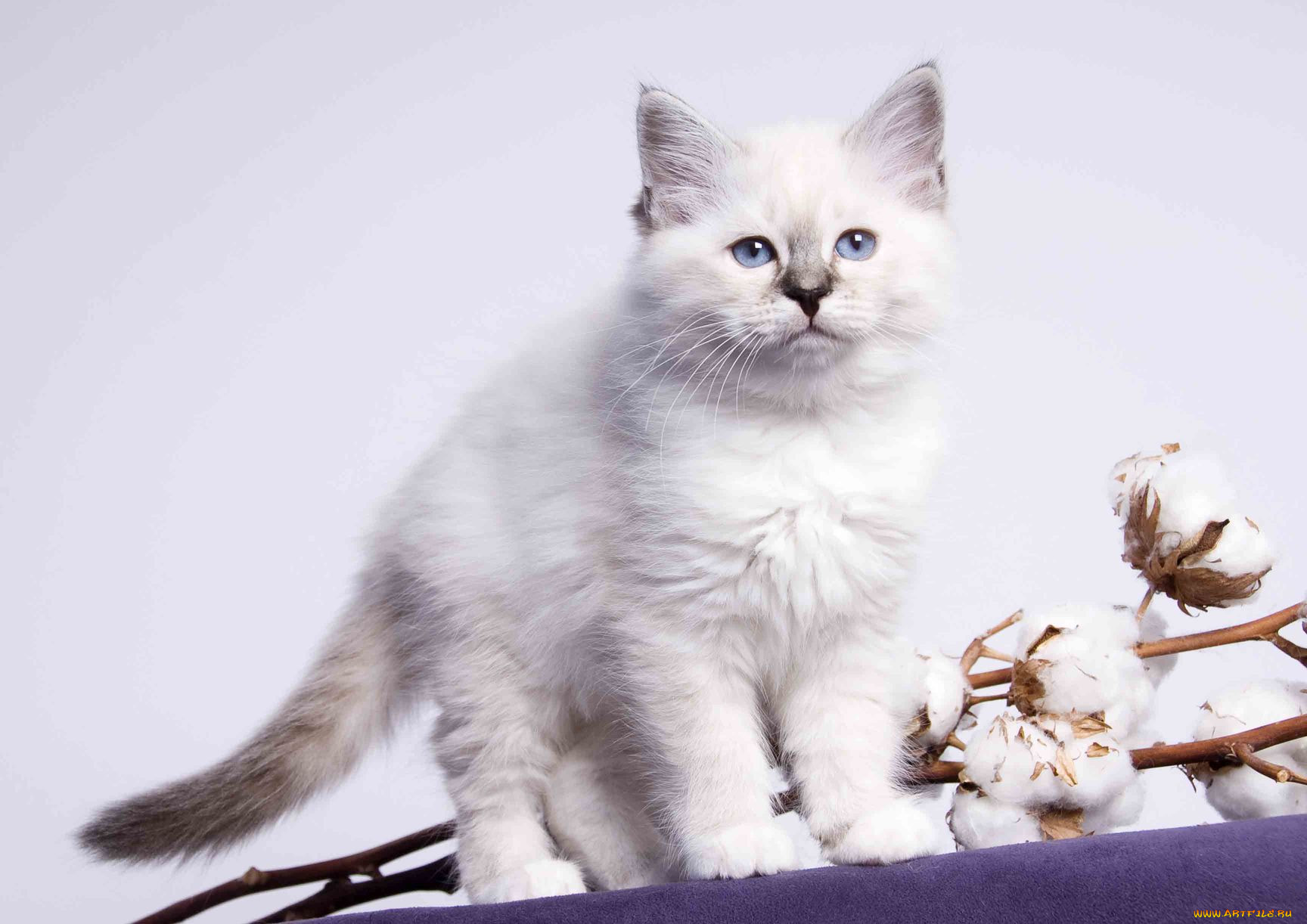 , , cat